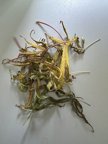 Growreport Bild 2
