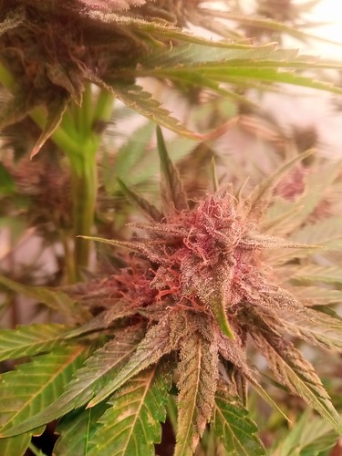 Growreport Bild 44
