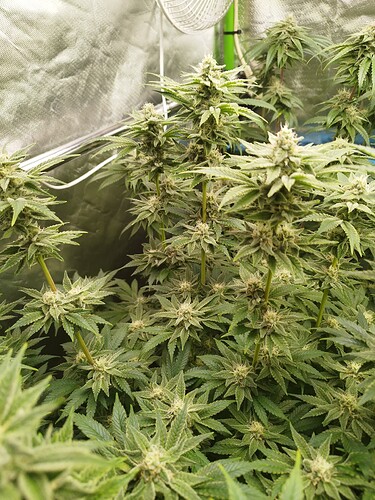 Growreport Bild 12