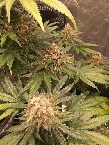 Growreport Bild 6