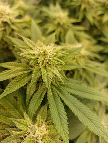 Growreport Bild 2