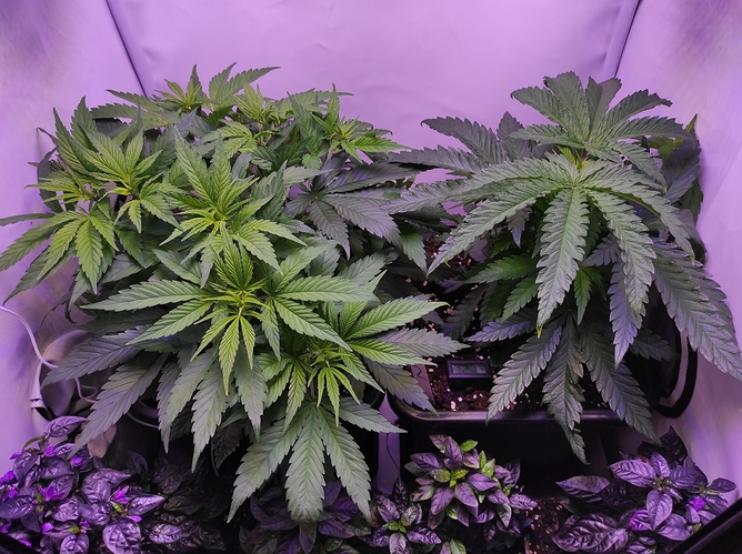 Growreport Bild 7