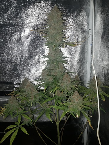 Growreport Bild 4