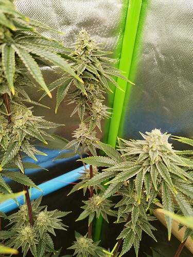 Growreport Bild 15