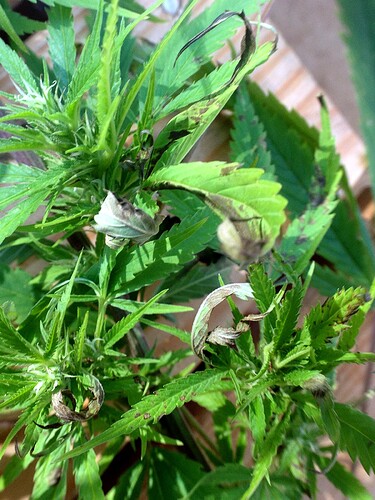 Growreport Bild 1