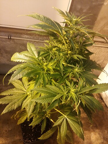 Growreport Bild 5