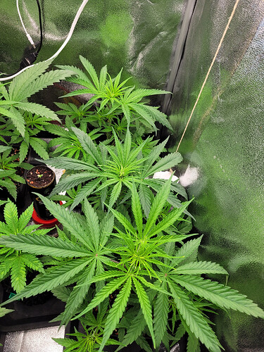 Growreport Bild 7