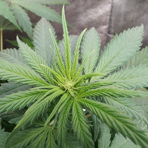 Growreport Bild 18