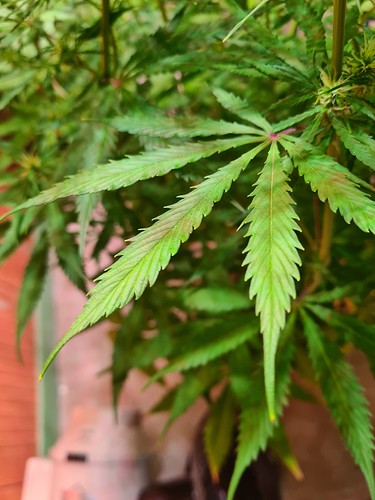 Growreport Bild 9