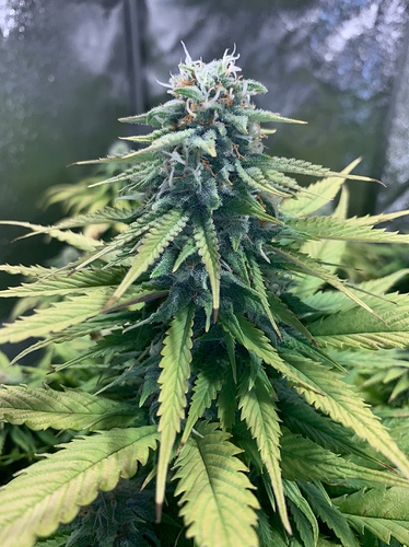 Growreport Bild 3