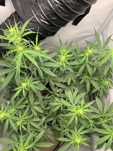 Growreport Bild 4