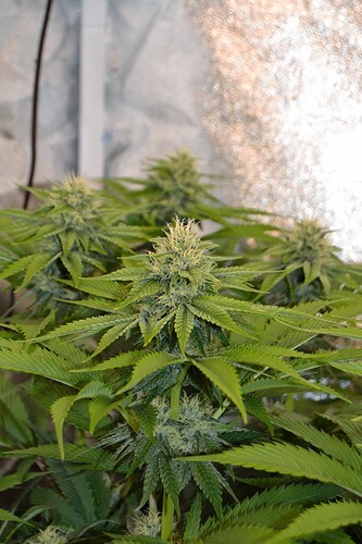 Growreport Bild 9