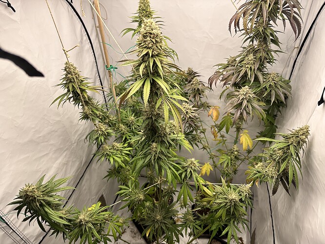 Growreport Bild 3