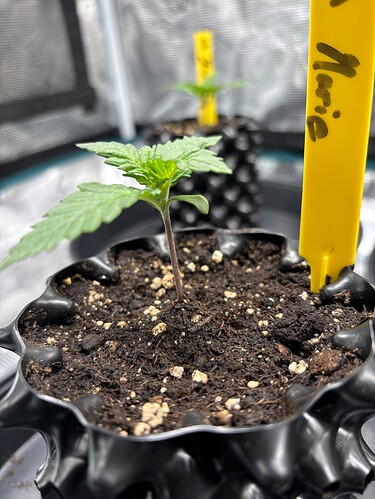 Growreport Bild 58