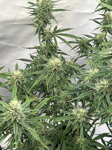Growreport Bild 43