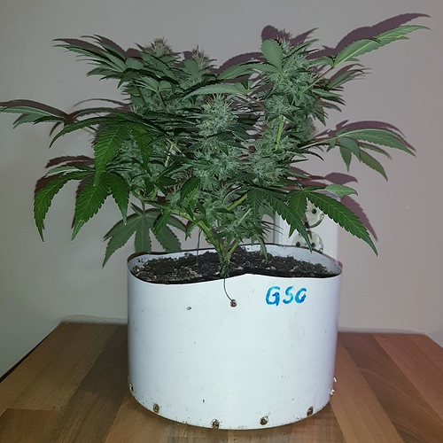 Growreport Bild 1