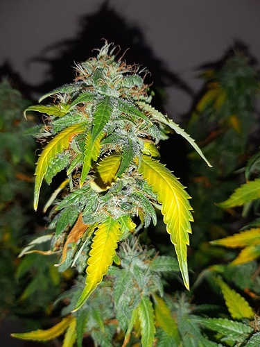 Growreport Bild 3