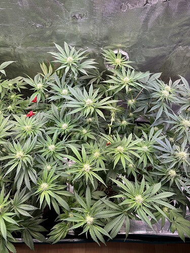 Growreport Bild 19