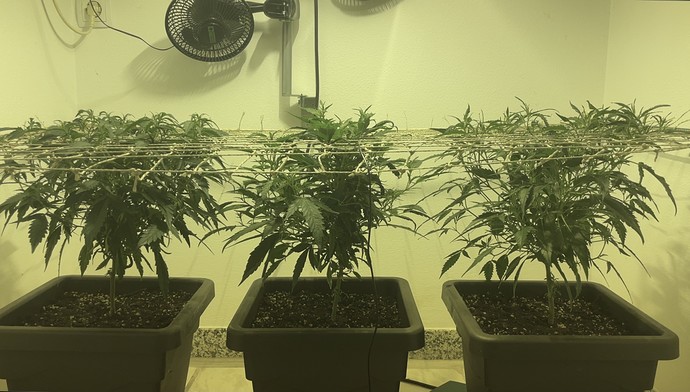 Growreport Bild 30
