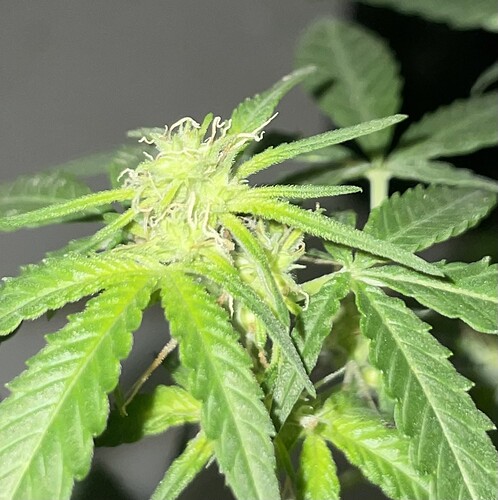 Growreport Bild 27