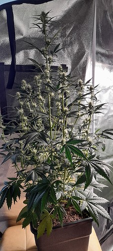 Growreport Bild 1