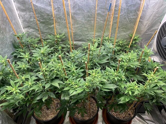 Growreport Bild 1
