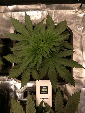 Growreport Bild 10