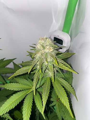 Growreport Bild 3