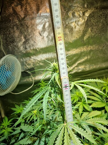 Growreport Bild 12