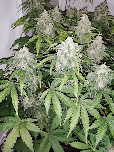 Growreport Bild 7