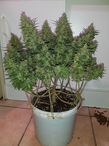 Growreport Bild 3