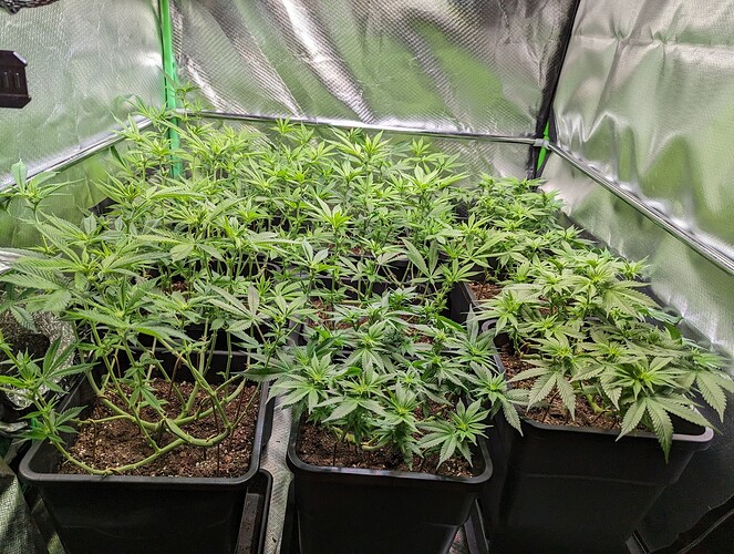 Growreport Bild 3