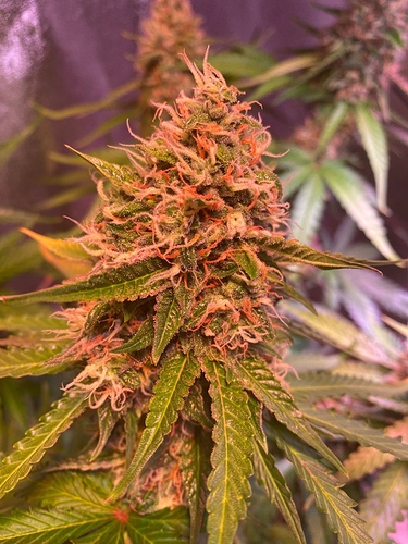 Growreport Bild 4