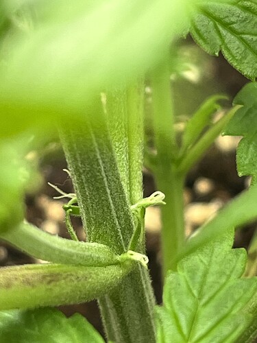 Growreport Bild 52