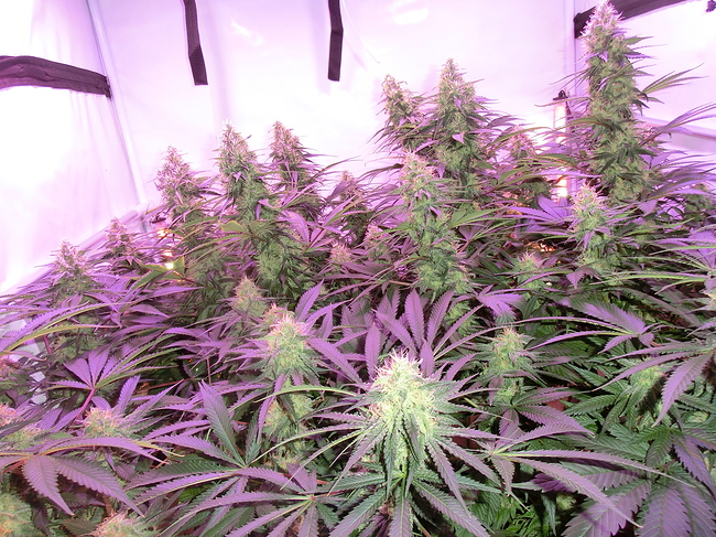 Growreport Bild 3