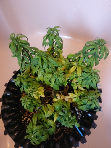 Growreport Bild 1