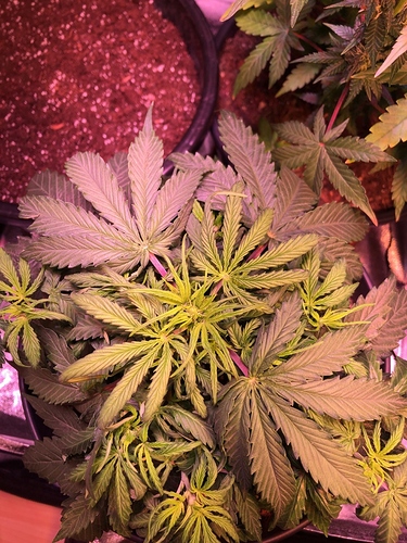 Growreport Bild 3