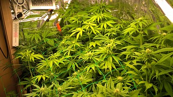 Growreport Bild 7