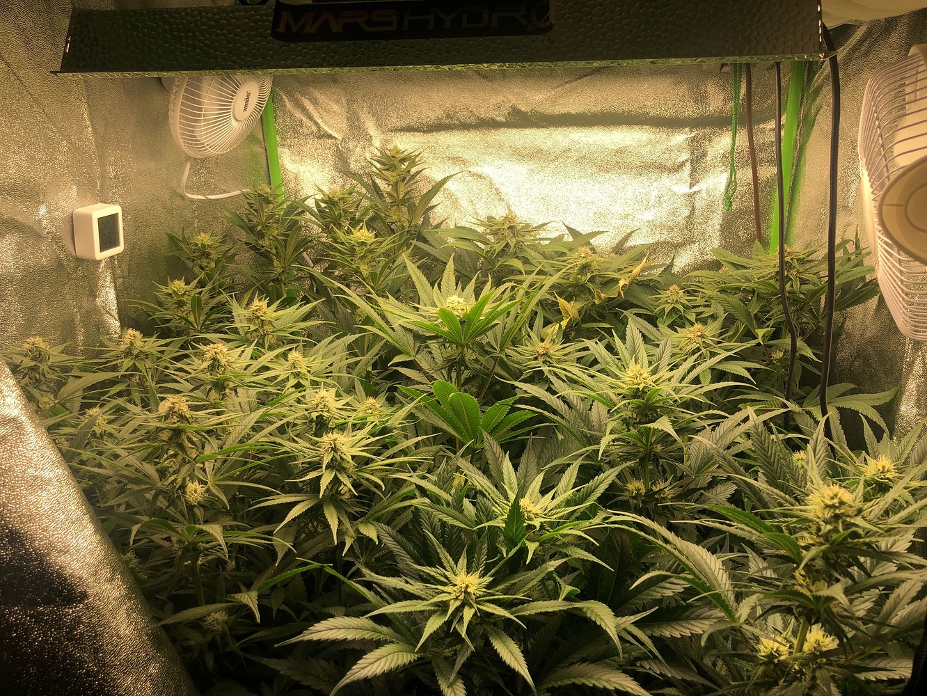 Zu viel Licht oder Mangel? GrowProbleme Forum