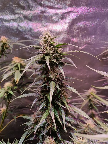 Growreport Bild 46