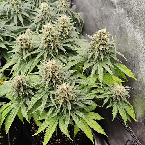 Growreport Bild 4