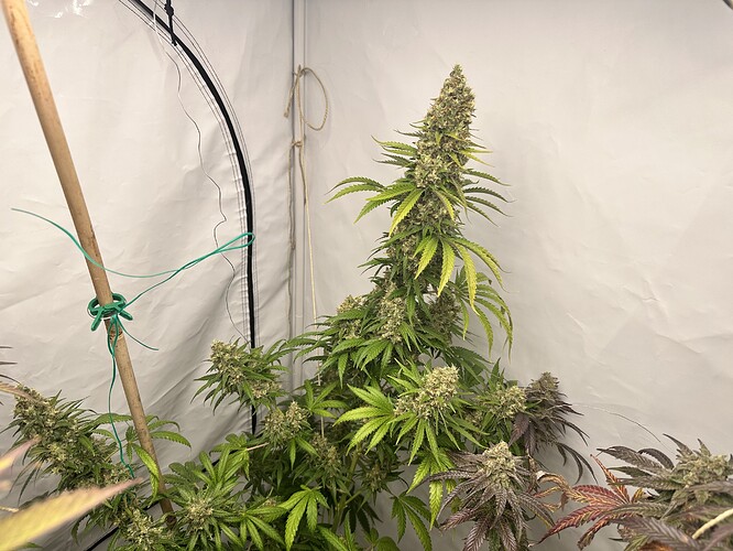 Growreport Bild 14