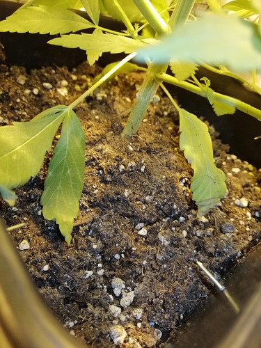 Growreport Bild 7