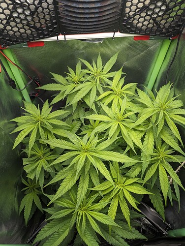 Growreport Bild 2