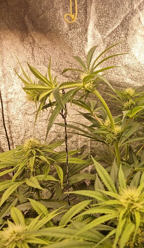 Growreport Bild 1