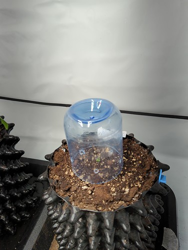 northernlights_kt3_becher