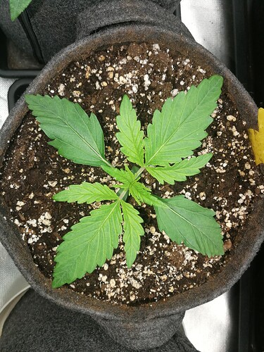 Growreport Bild 170