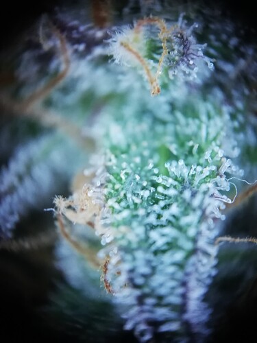 Mimosa_240102-6