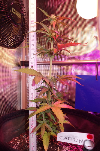 Growreport Bild 22