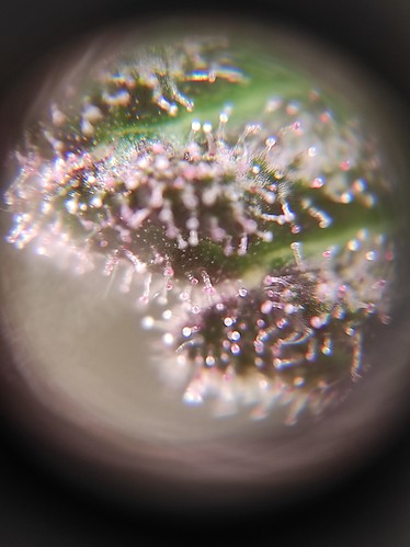 Growreport Bild 10